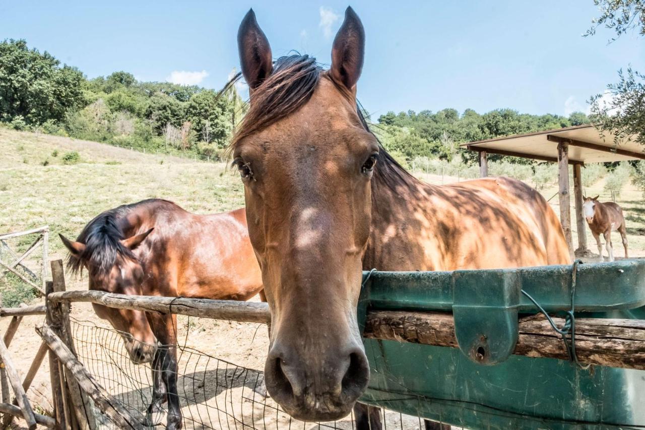 Agriturismo Goccia Di Luna ウンベルティデ エクステリア 写真